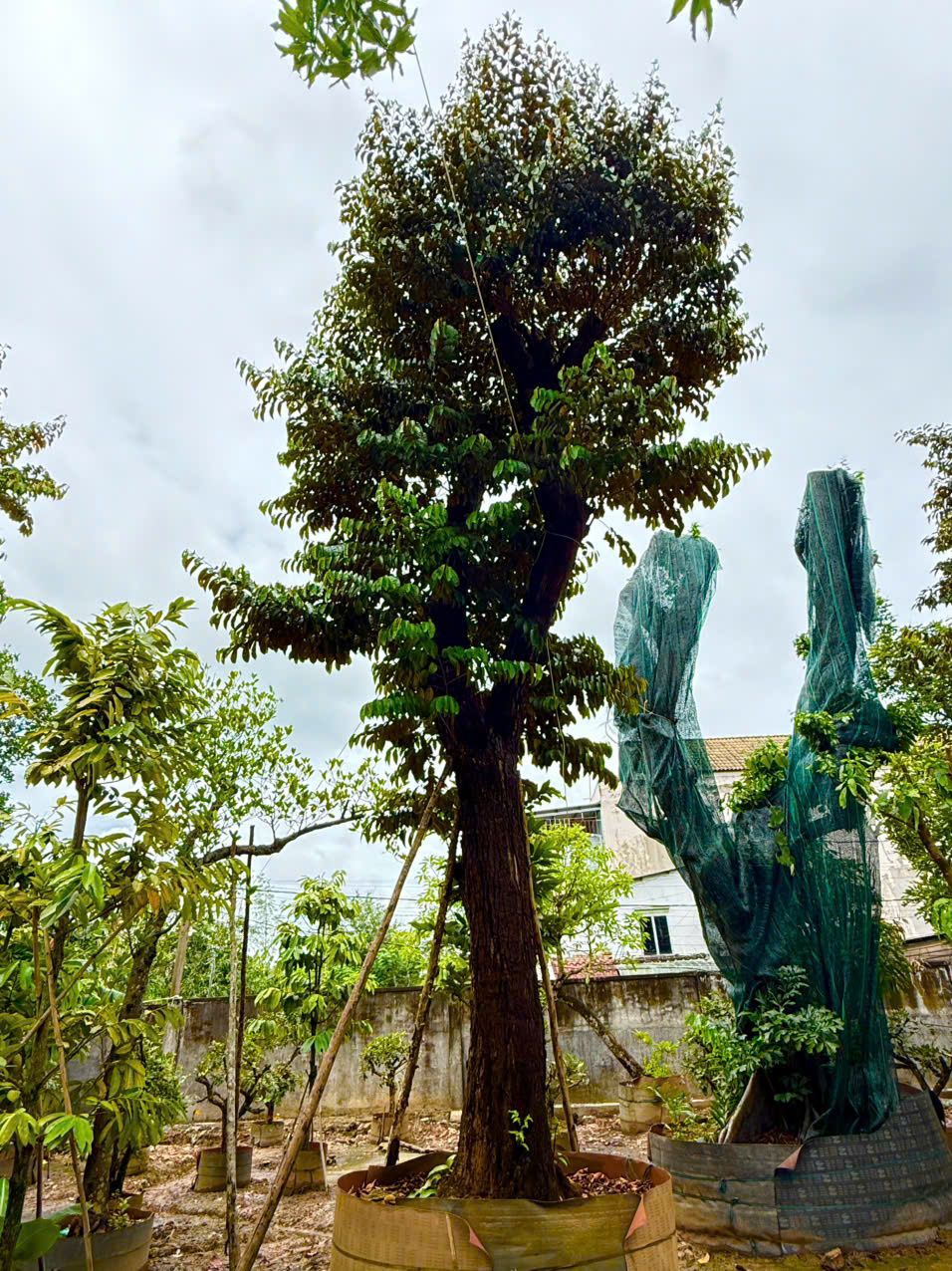 z7184609968044_d8c917ef0394cabbfb33d1ae91c049ed