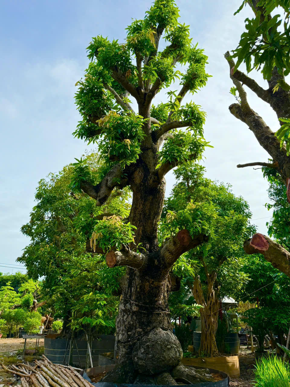 z7184610022279_bc0559980601e7150d63c227f5fa1453